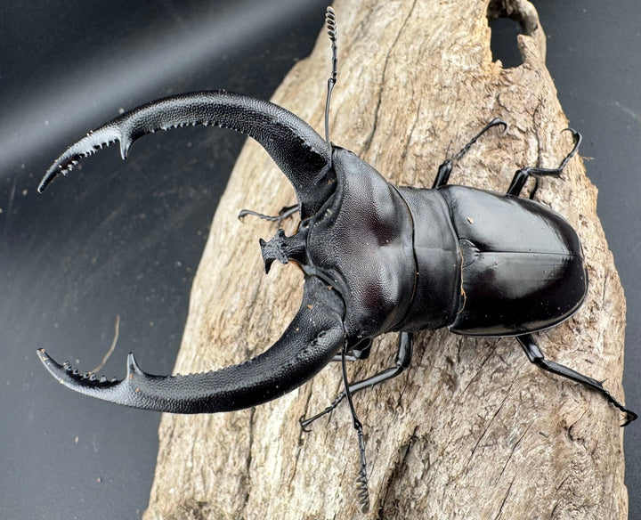 【WD】《リノケロスフタマタ 95.5mm ペア》