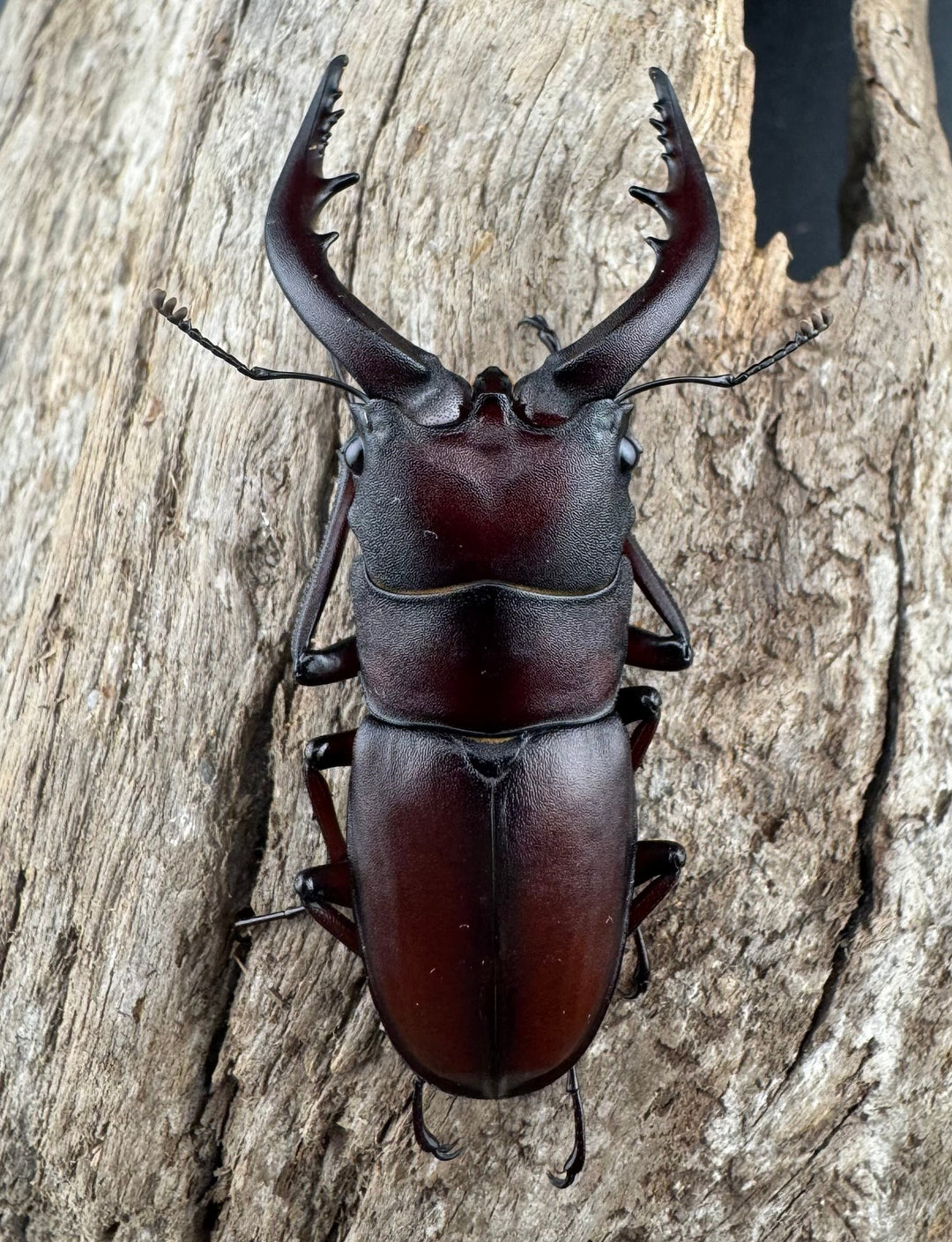 【WD】大歯《ノコギリクワガタ 立川産 55-60mm ペア》