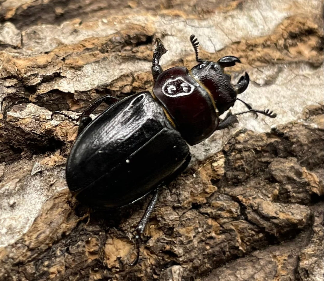 《ミクラミヤマ 神津島産 Free ペア》