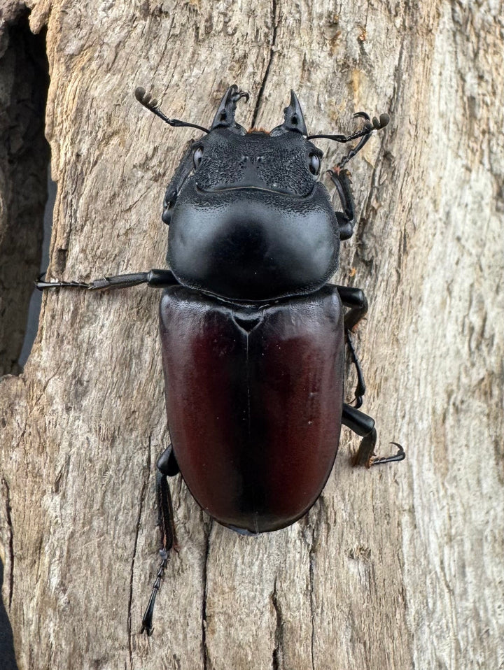 【WD】《ドンキエルコクワ原名亜種 60mm A’品ペア》