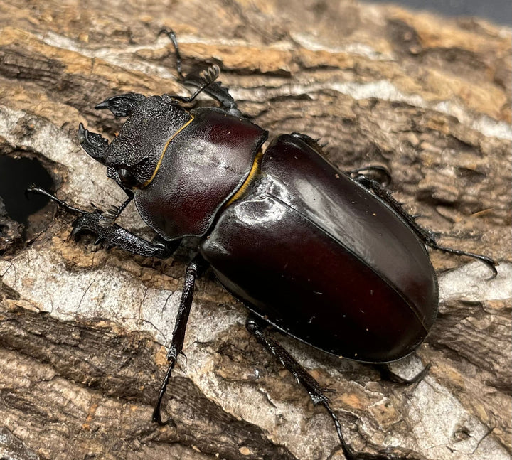 【WD】《フライミヤマクワガタ 73mm ペア》