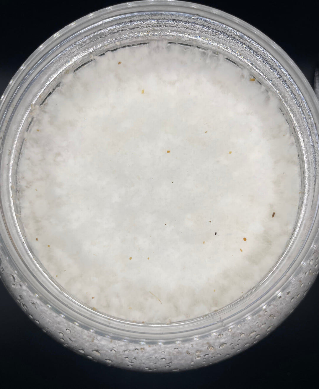 【KPWオリジナル】オオヒラタケ菌糸ボトル 3200cc