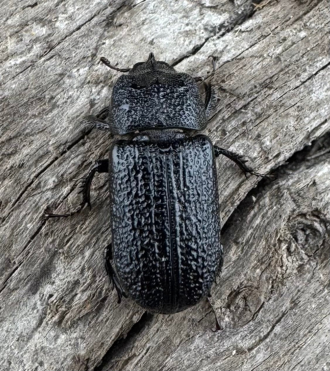 【WD】《ウンナンイッカククワガタ Free ♂♀♀トリオ》②