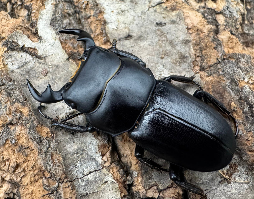 【WD】《ドルクス zhouchaoi（メンシウス ssp.） 34.5mm ペア》