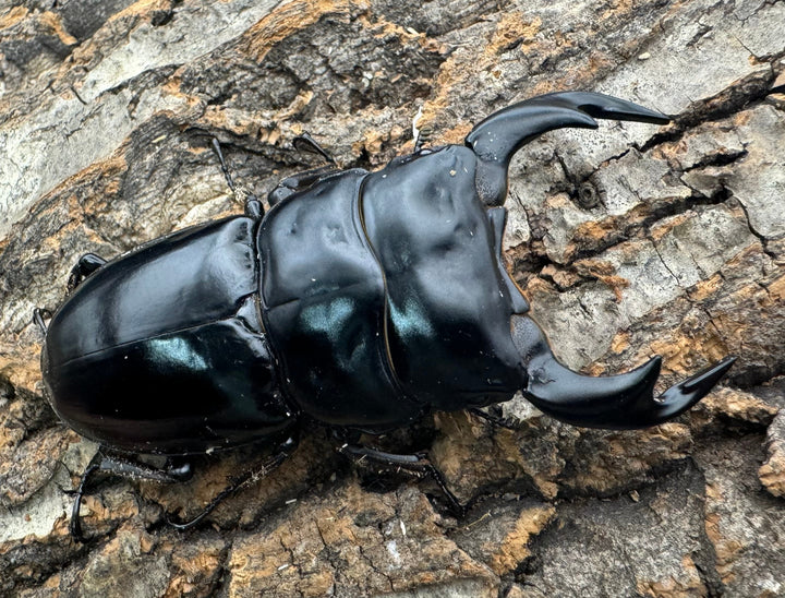 《インドアンタエウス サディア産 80mm ペア》