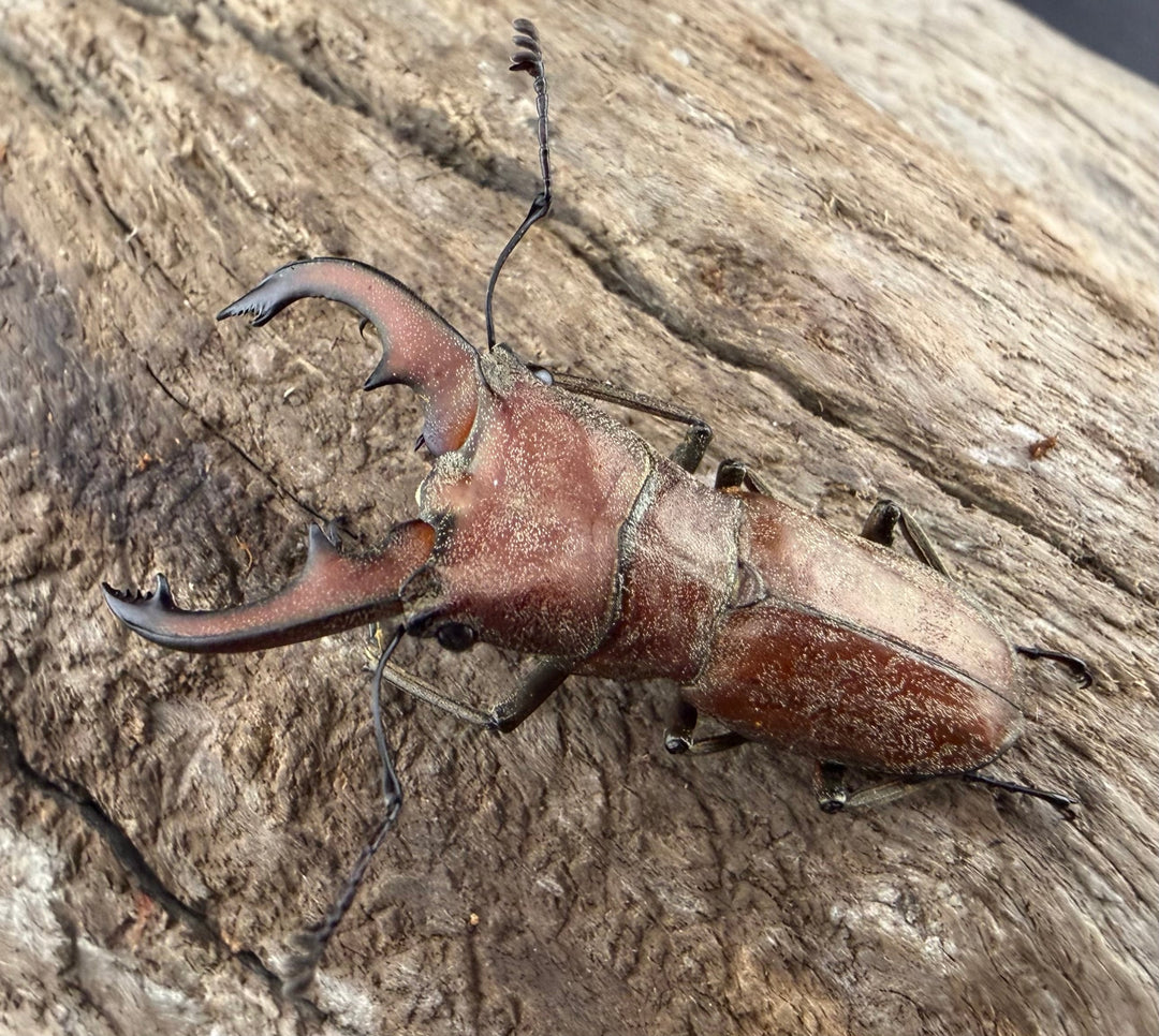 【WD】《スズムラホソアカ ロハス産 36mm ペア》