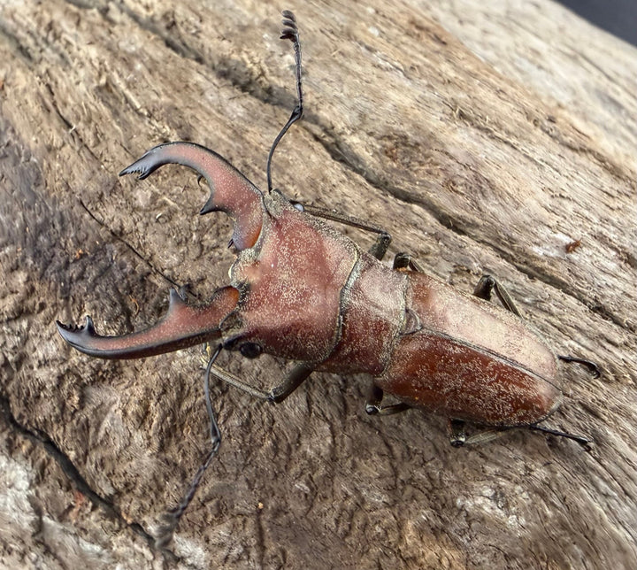 【WD】《スズムラホソアカ ロハス産 36mm ペア》