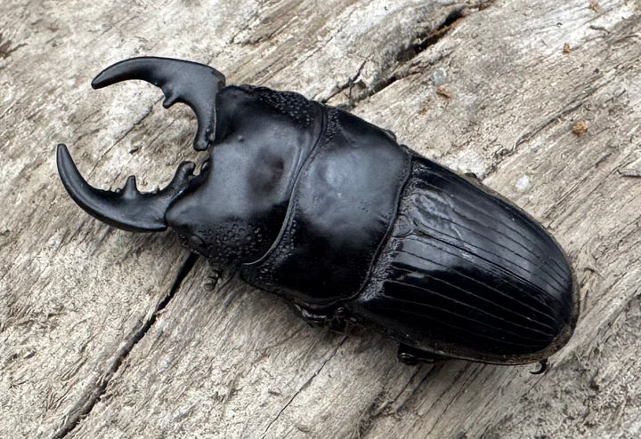 【WD】《フィリピンネブト亜種バンガイエンシス 34.5mm ペア》