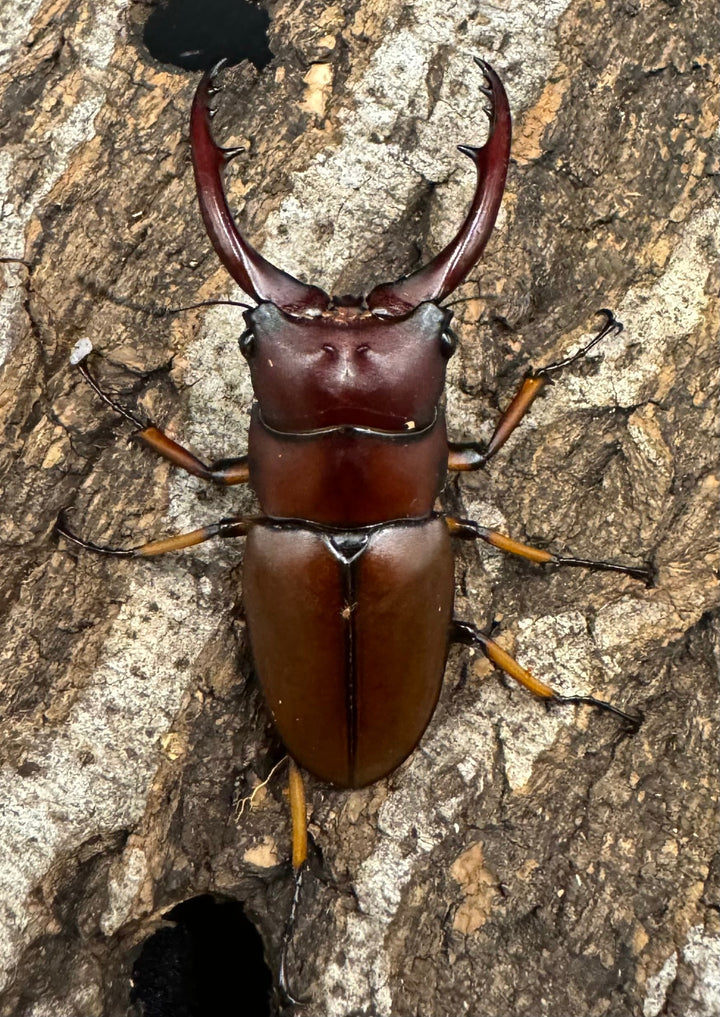 【WD】《アスタコイデスノコギリ ベンクール産 57mm ペア》