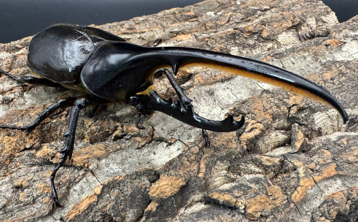 《ヘラクレス・ヘラクレス 132mm ペア》