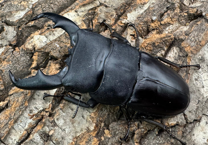 【WF1】即ブリ《マリンドッケヒラタ 88mm ペア》