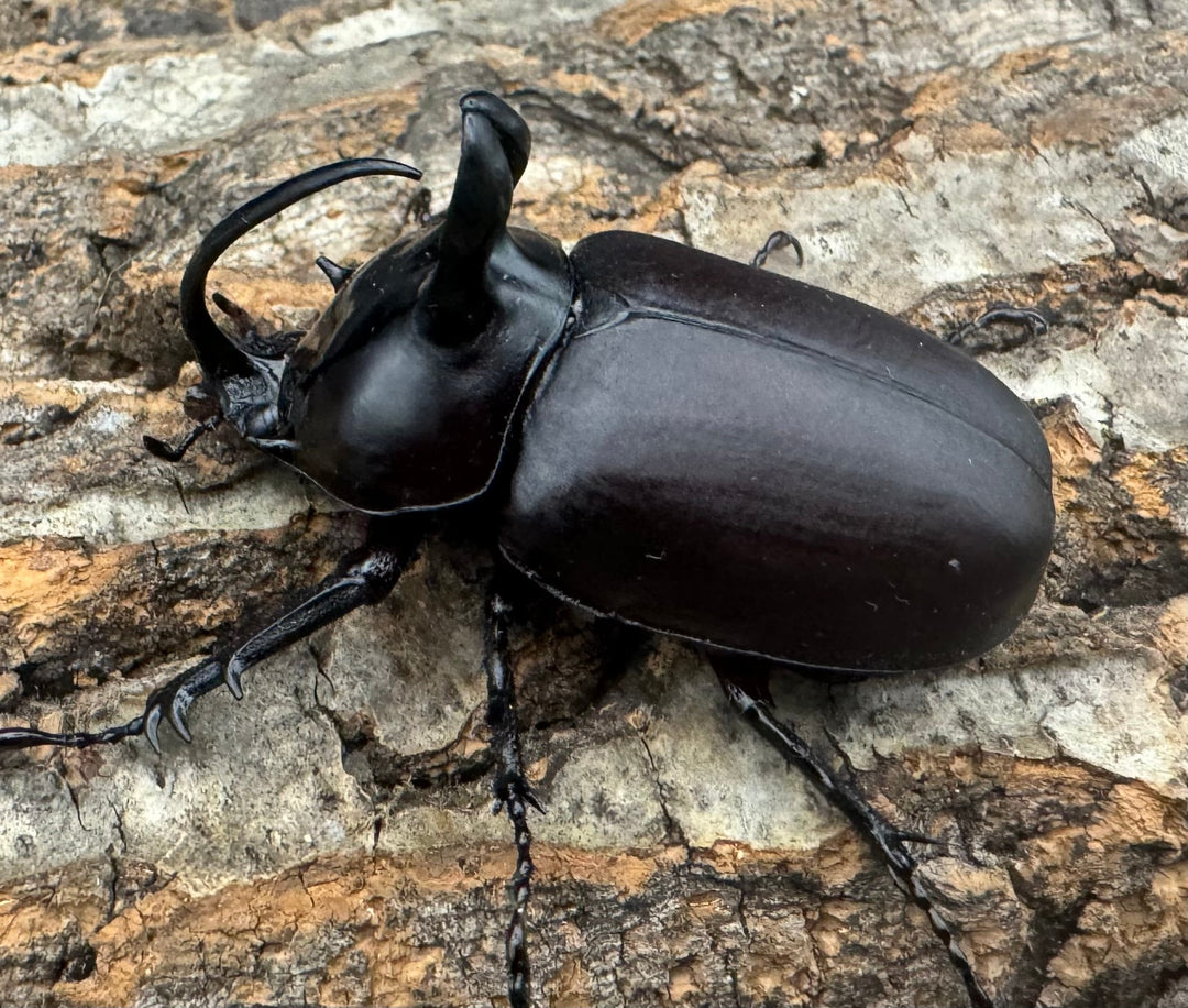 【WD】《ビルマニクス ゴホンツノ 55mm ペア》