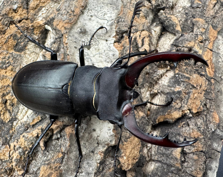 《ユダイクスミヤマ 60mm ペア》