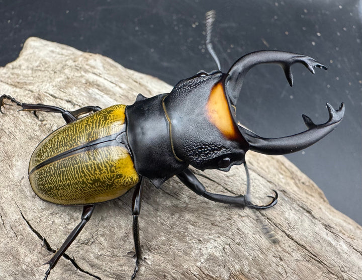 【WD】《スペクタビリスツヤクワガタ 74.5mm A’品ペア》