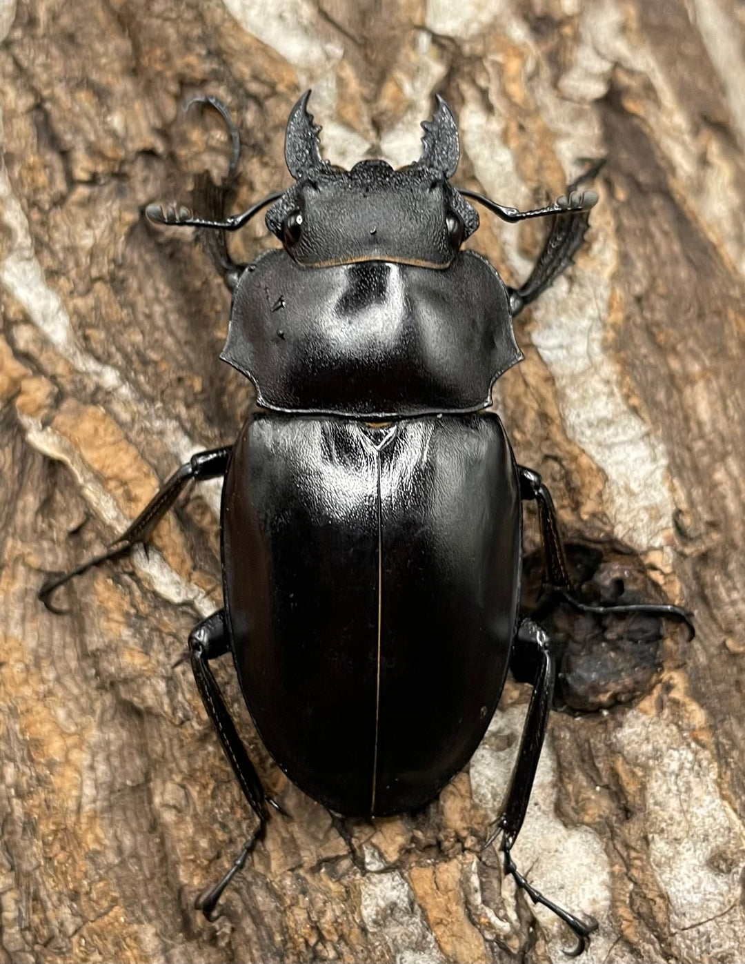 【WD】大型《アルケスツヤクワガタ 93mm ペア》