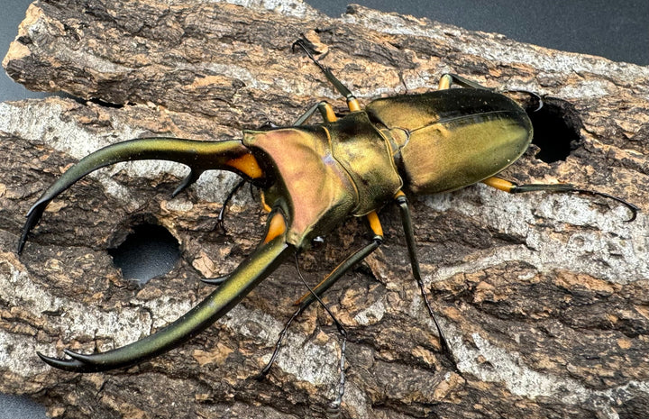 【WD】《エラフスホソアカクワガタ 94mm ペア》