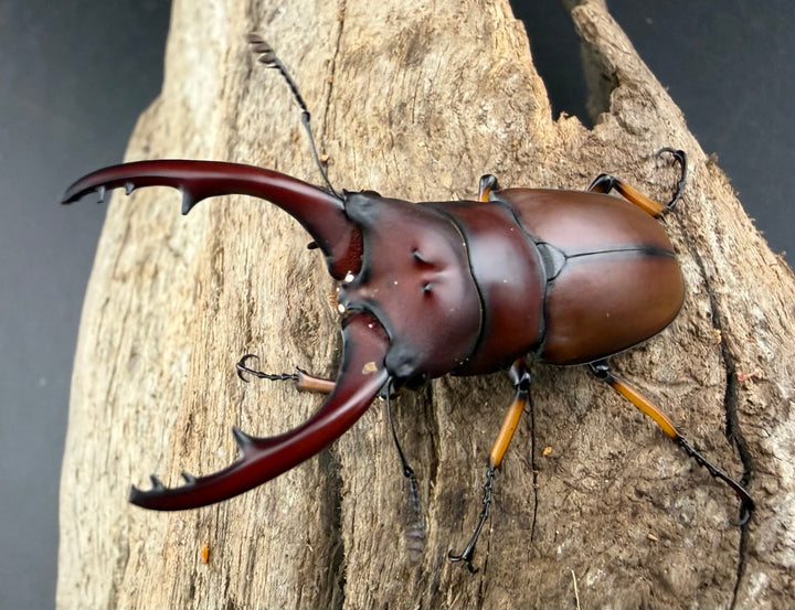 【WD】《アスタコイデスノコギリ ベンクール産 64.5mm ペア》