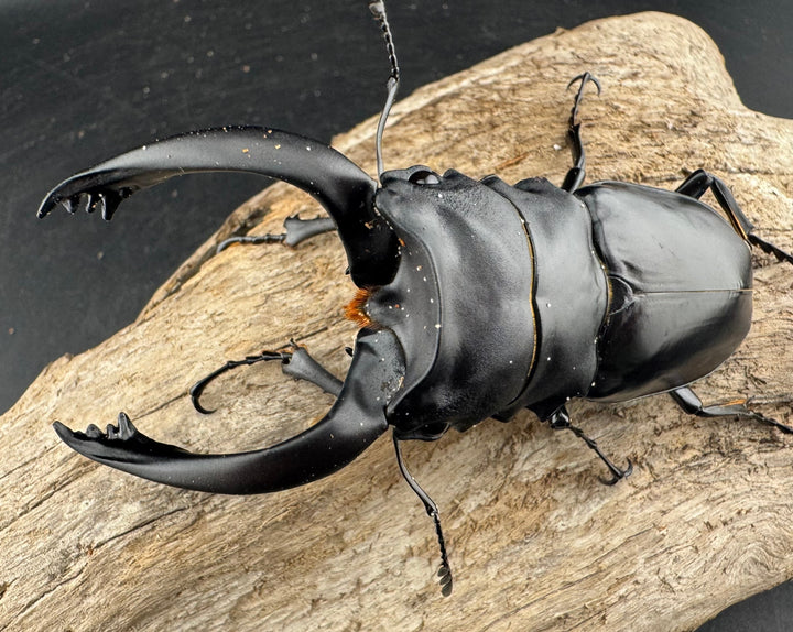 【WD】大型《アルケスツヤクワガタ 92mm ペア》