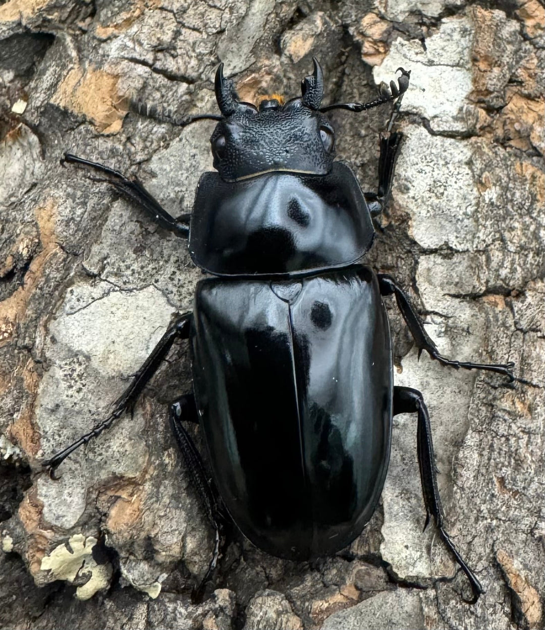 【WD】《コンフキウスノコギリ 広東省産 42mm ♀単》