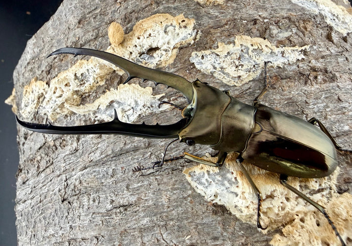《メタリフェルホソアカ亜種イソガイ 77.5mm ペア》
