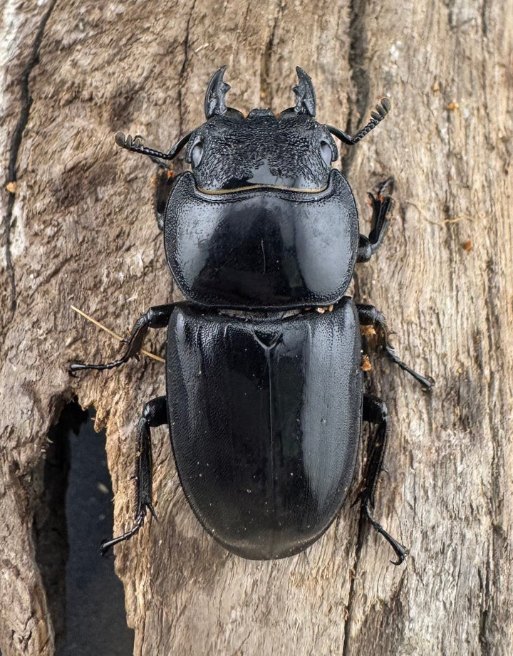 【WD】《パラワンオオヒラタ ロハス産 78mm ペア》