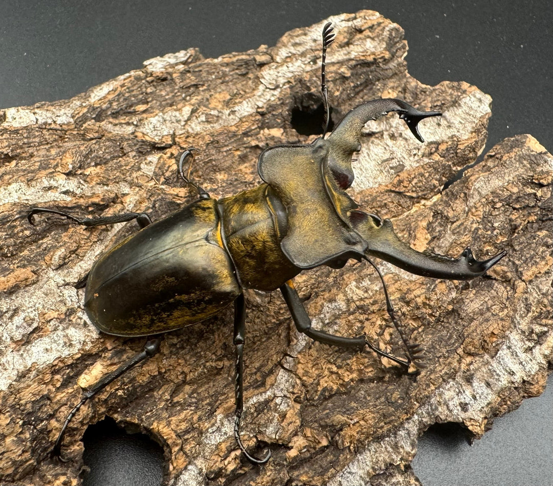 【WD】《セリケウスミヤマ原名亜種 66mm ペア》