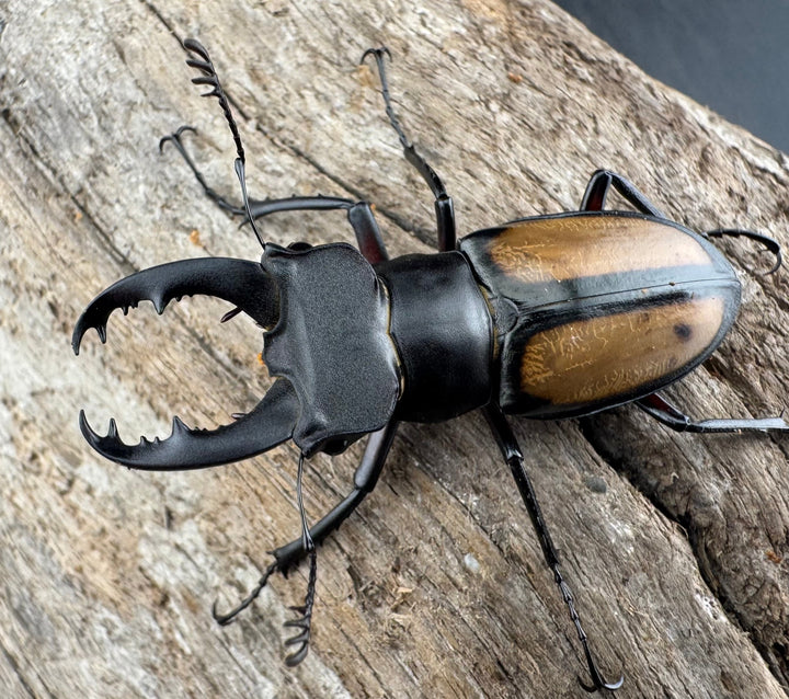 【WD】《パリーミヤマクワガタ 41.5mm ペア》