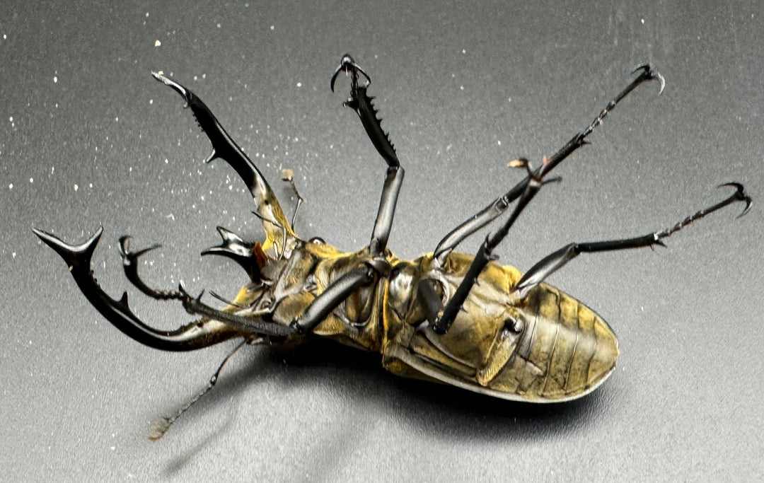 【WD】《チベットミヤマ亜種フルキフェル 75mm ♂B品ペア》