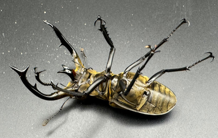 【WD】《チベットミヤマ亜種フルキフェル 75mm ♂B品ペア》