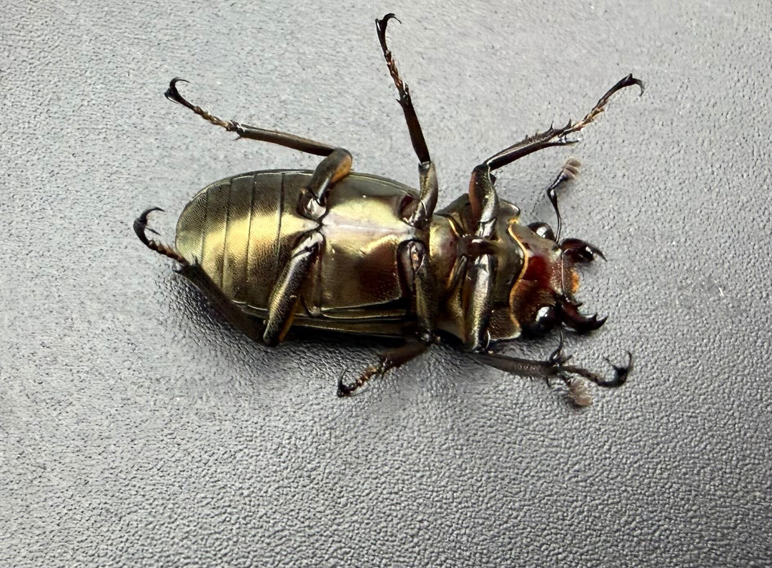 《メタリフェルホソアカ亜種サンギレンシス 25mm ♀単》