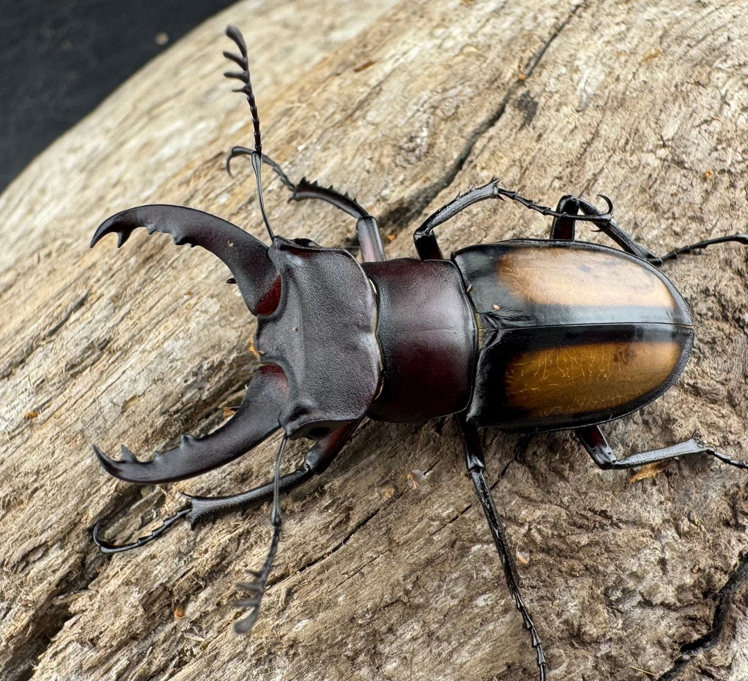 【WD】《パリーミヤマクワガタ 37mm ♂赤タイプ ペア》