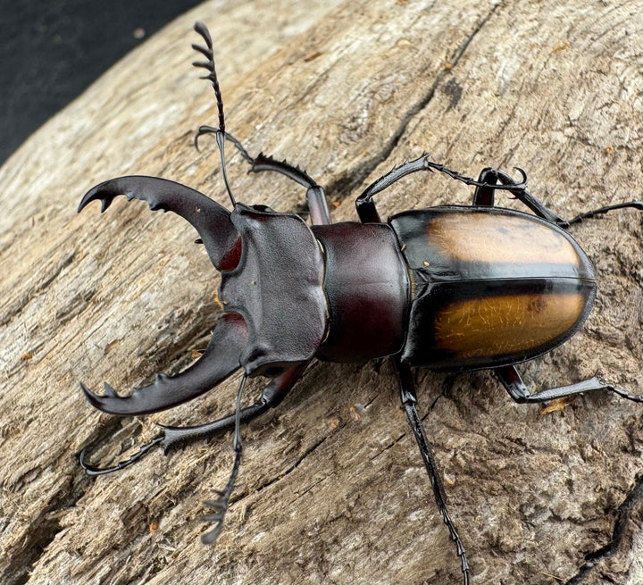 【WD】《パリーミヤマクワガタ 37mm ♂赤タイプ ペア》