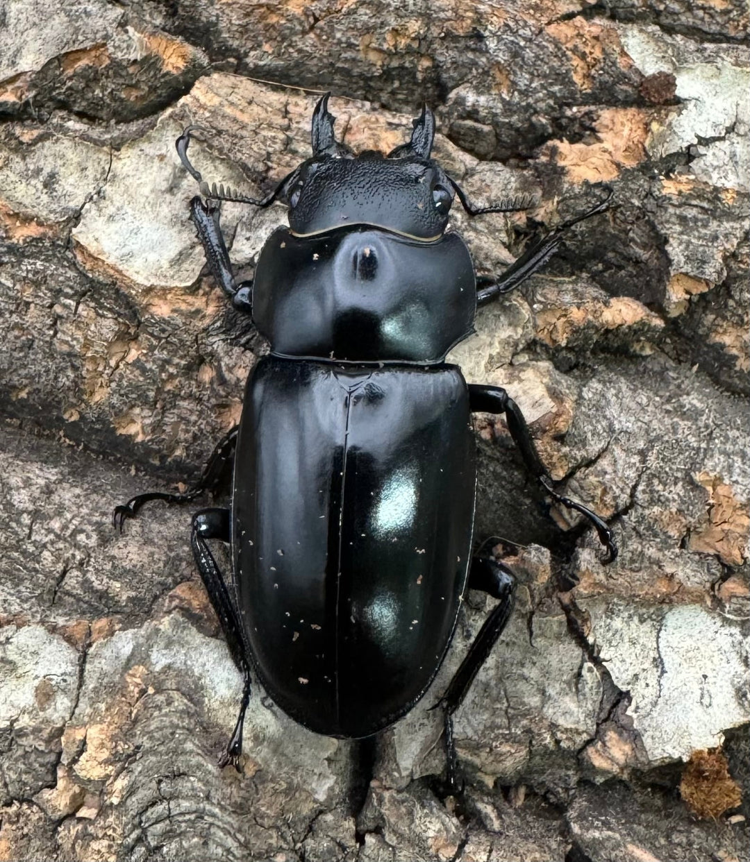 《フォルスターフタマタ亜種ニシ 75.5mm ♂♀♀トリオ》