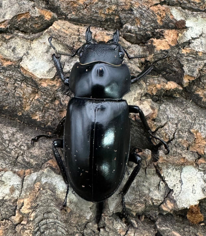 《フォルスターフタマタ亜種ニシ 75.5mm ♂♀♀トリオ》