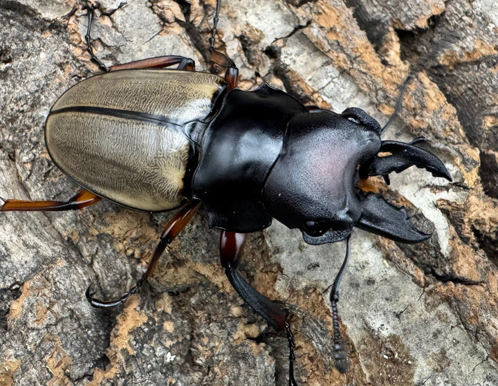 【WD】《フェモラリスツヤクワガタ亜種waterstradit 54.5mm A'品ペア》