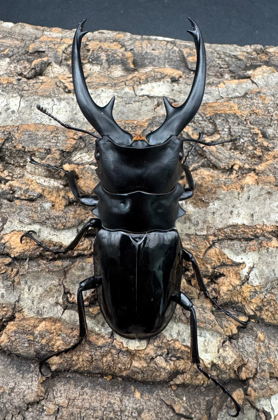 【WD】《インターメディアツヤクワガタ ネグロス産 96.5mm ペア》