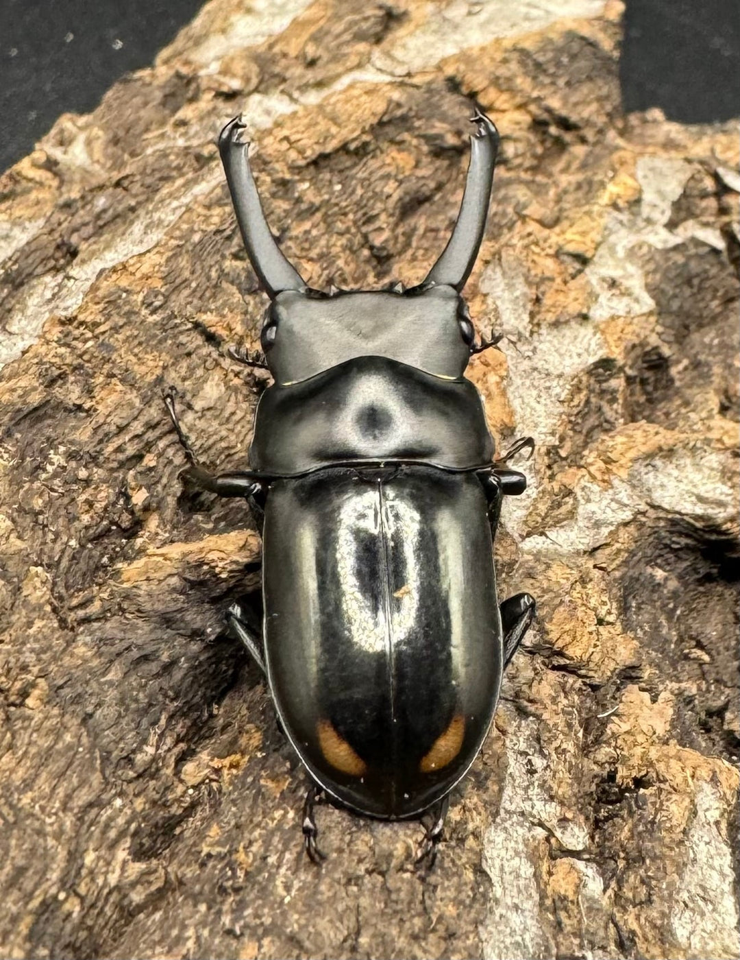 《ヒマラヤコクワ 39mm ペア＋♂おまけ》