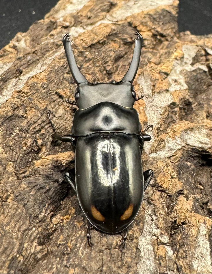 《ヒマラヤコクワ 39mm ペア＋♂おまけ》