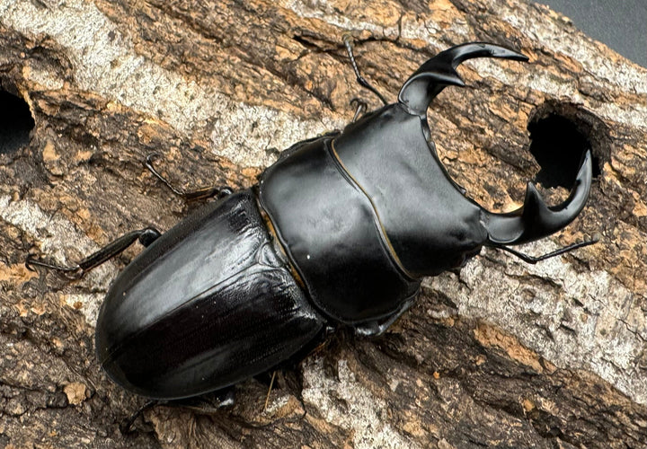 【WD】《ジャワパリーオオクワ 60mm ペア》