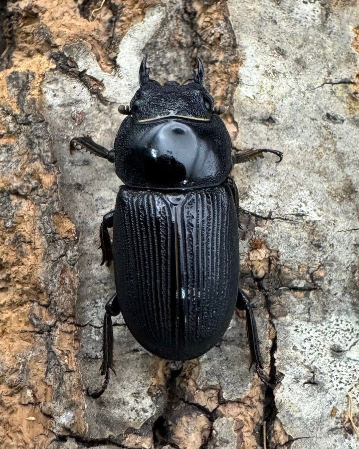 【WD】《ヒルティコルニス ssp. 32mm ペア》