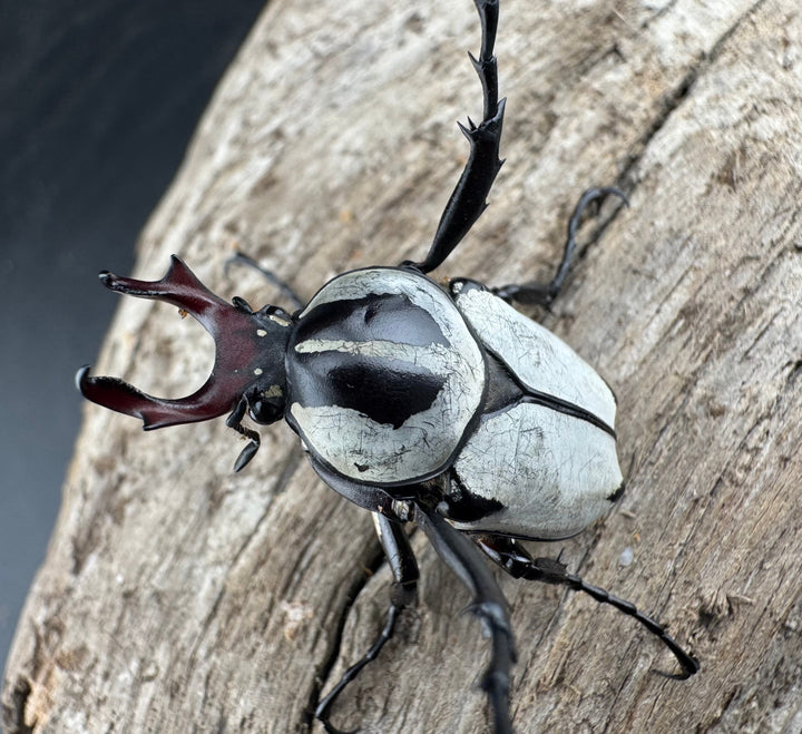 【WD】《アダムスツノハナムグリ Free ペア》③