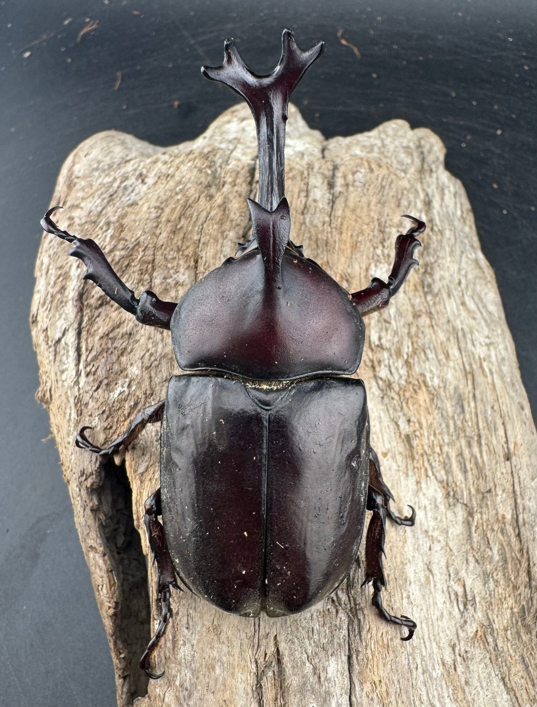 《国産カブトムシ 栃木県産 80mm ペア》