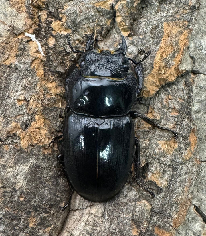 【WF3】《サキシマヒラタクワガタ 65mm ペア》