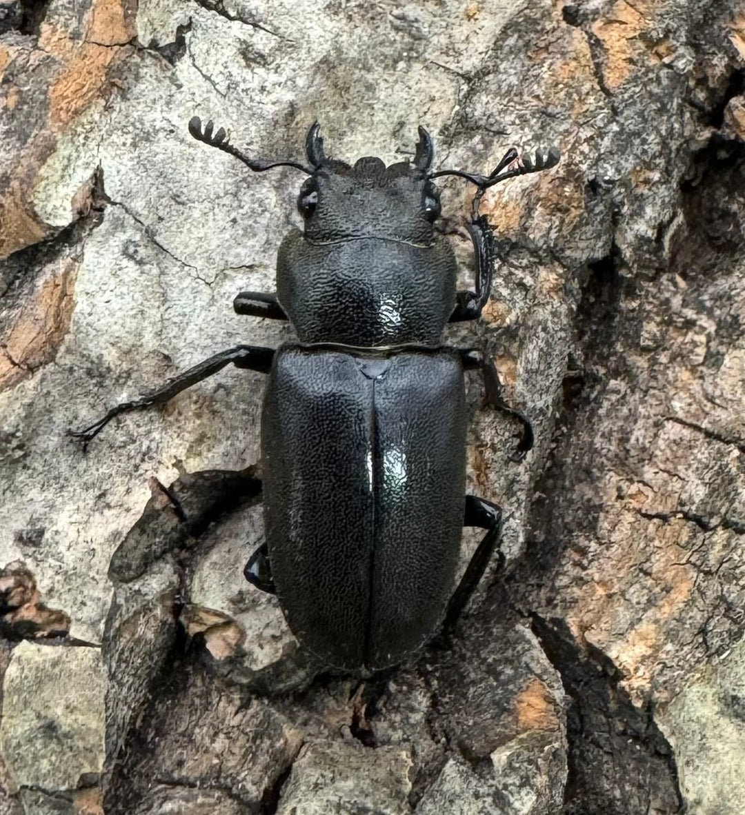 【WD】《メタリフェルホソアカ 77mm ペア》