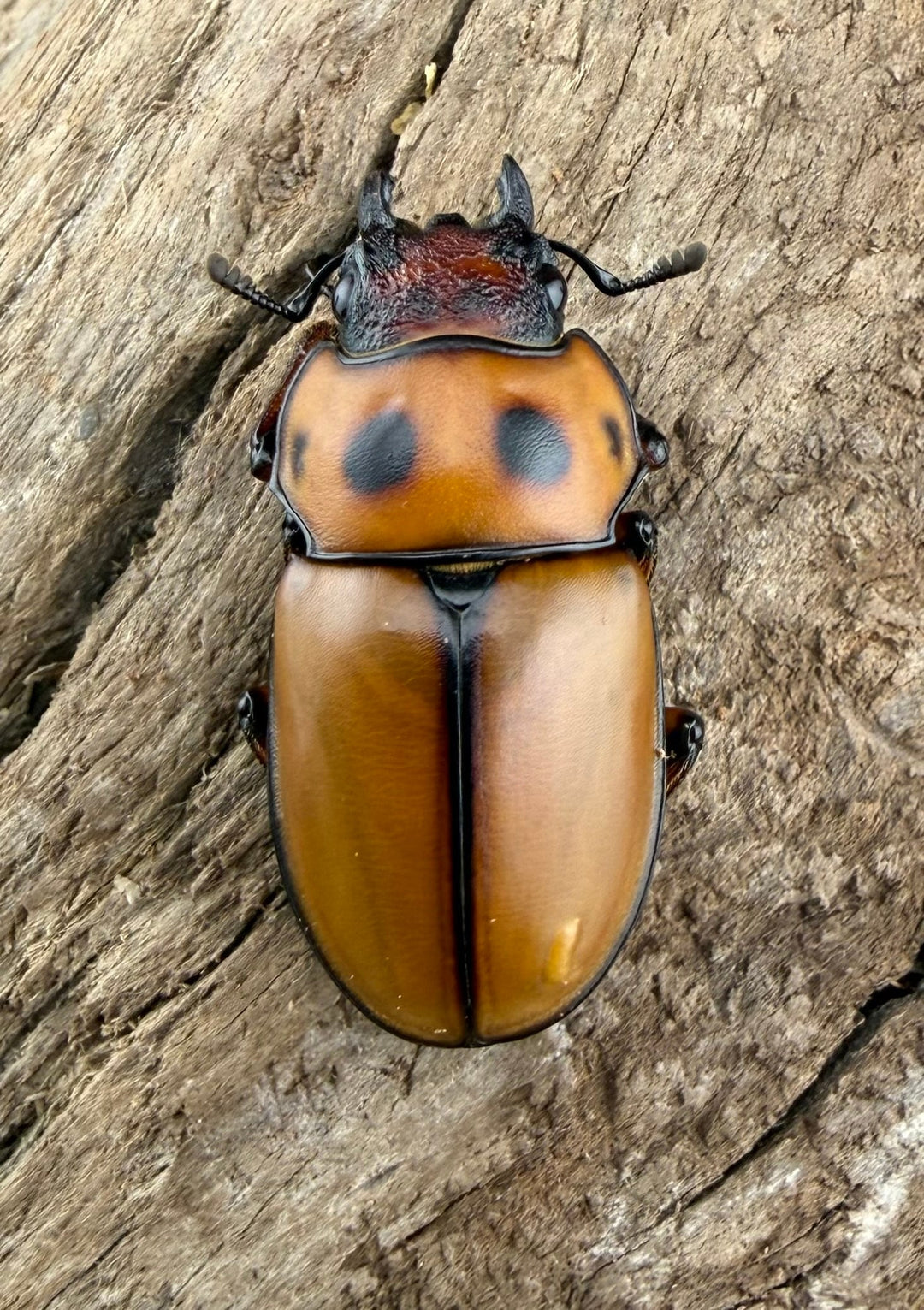 【WF1】《グラディアトールメンガタクワガタ 43.5mm ペア》