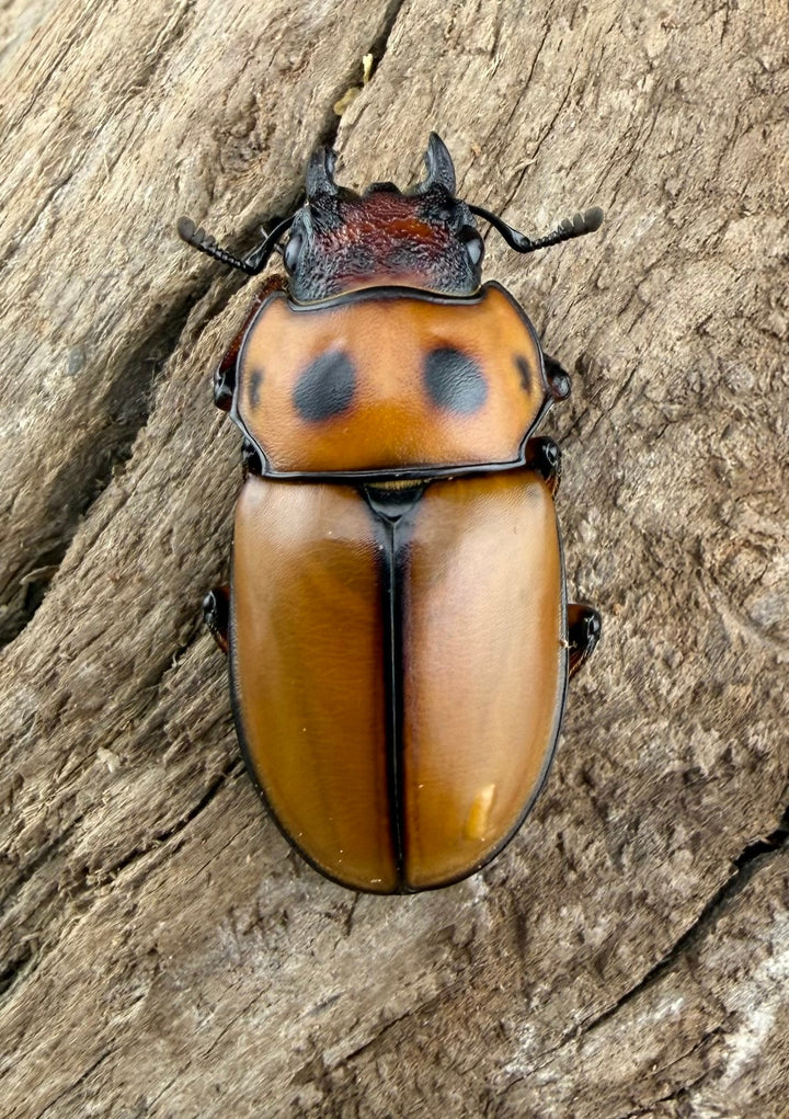 【WF1】《グラディアトールメンガタクワガタ 43.5mm ペア》