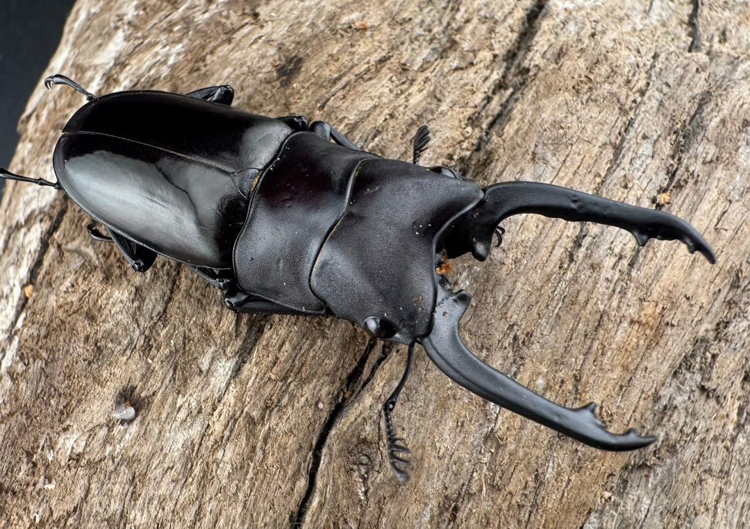 【WD】《ブッダノコギリ ボアク島産 49mm ペア》