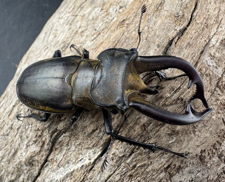 【WD】《チベットミヤマ亜種singularis 62mm ペア》