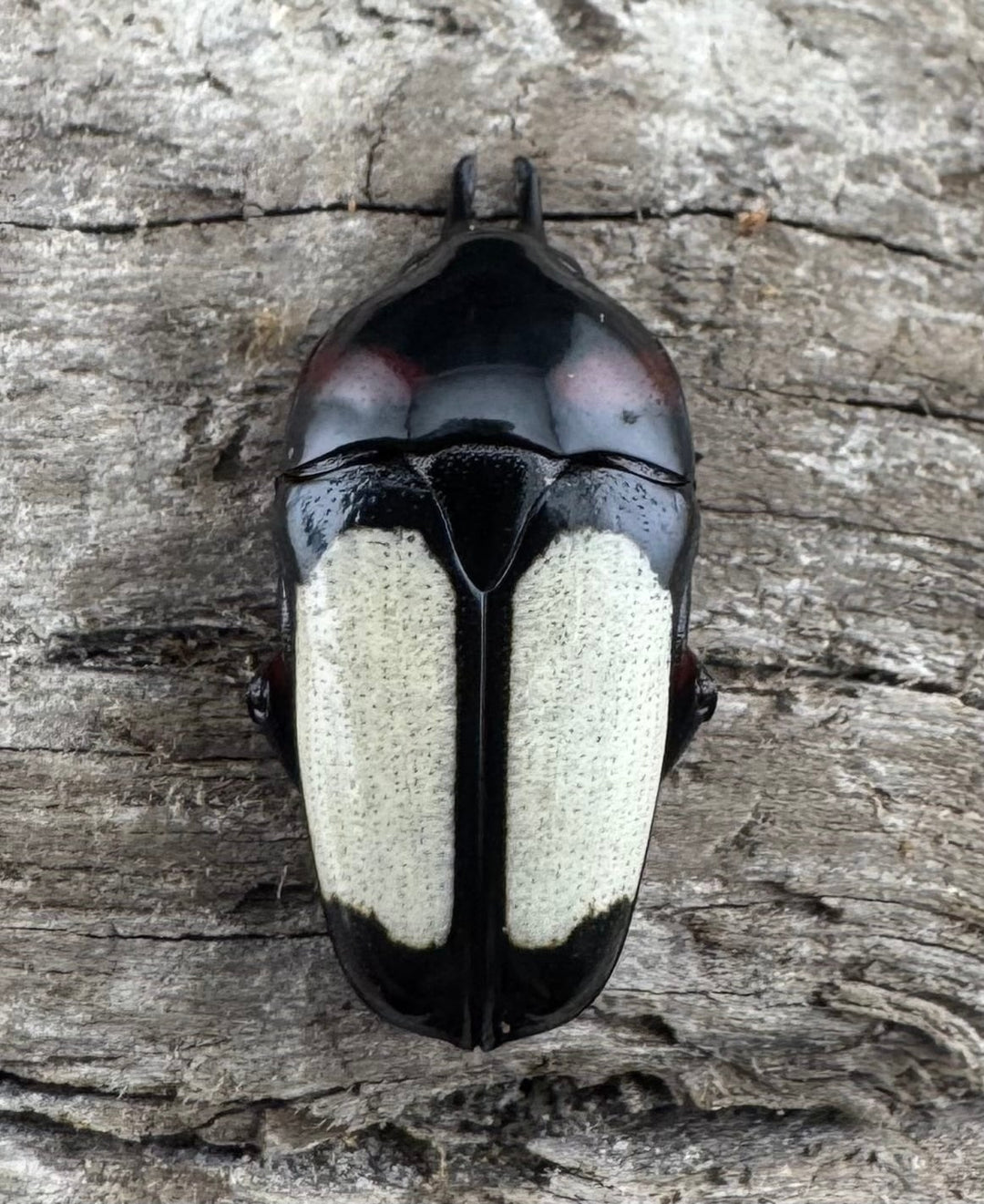 《キモンツノホソカナブン ロハス産 ペア》