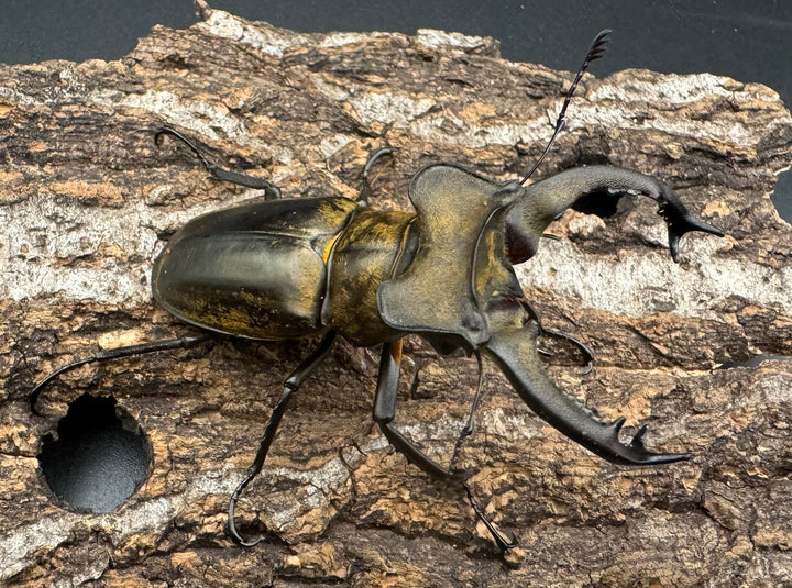 【WD】《セリケウスミヤマ原名亜種 66mm ペア》